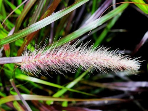 Rozplenica Ozdobna Trawa Do Ogrodu Min
