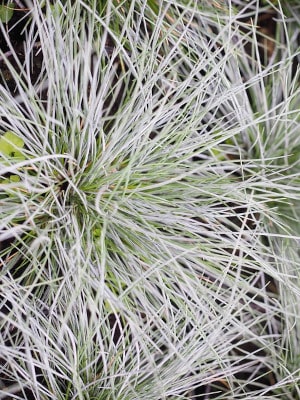 Srebrzysta Trawa Niska Na Rabaty Do Ogrodu Min