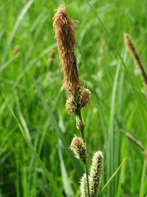 Trawa Niska Ze Szkolki Min