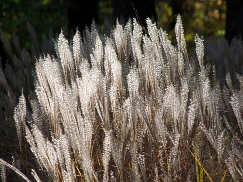 Trawy Ozdobne Niskie Idealne Na Obwodki Skalniak Min