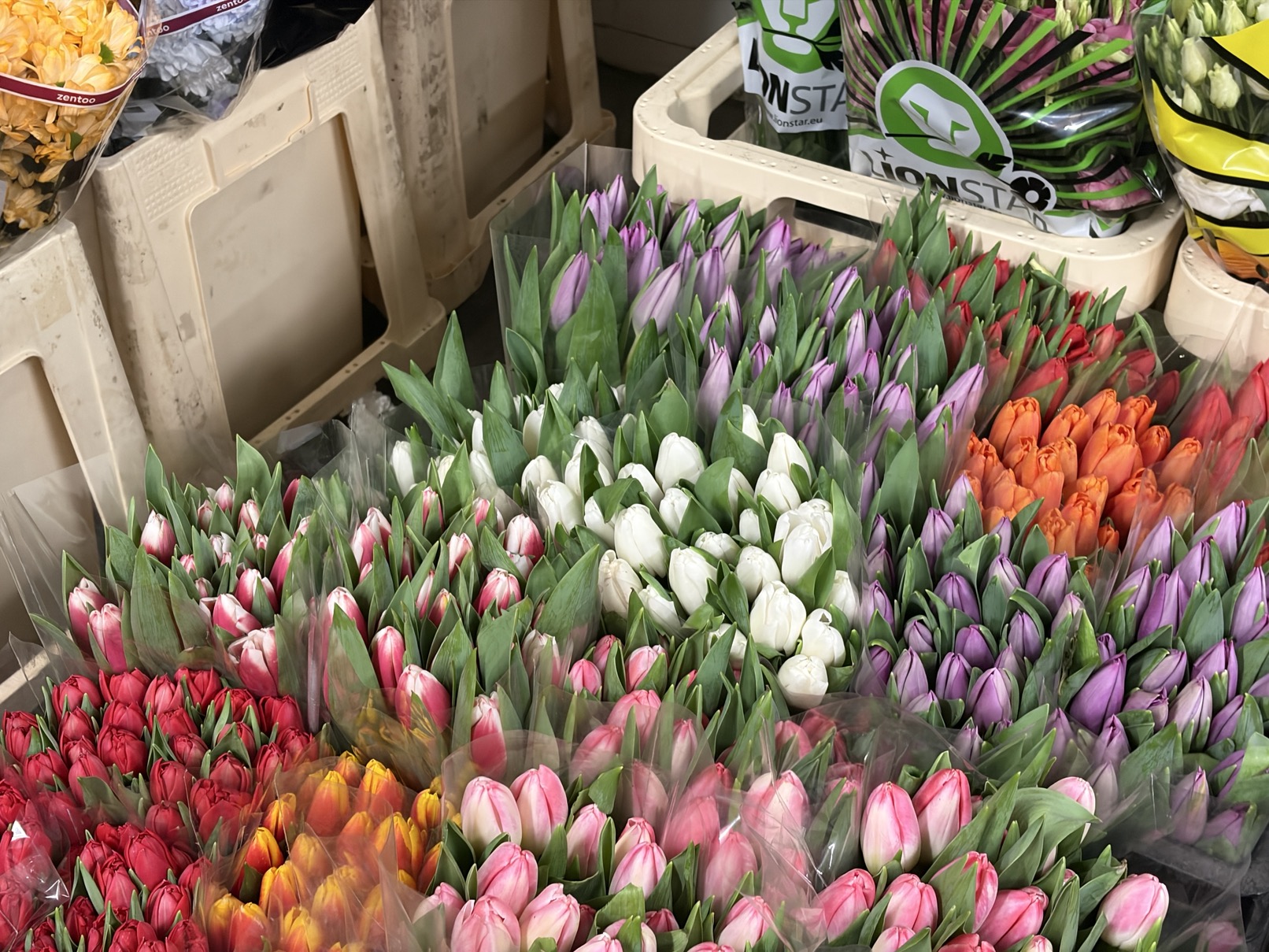 Kwiaty ciete hurtownia