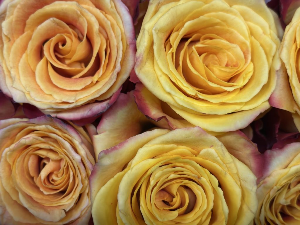 Kwiaty ciete hurtownia