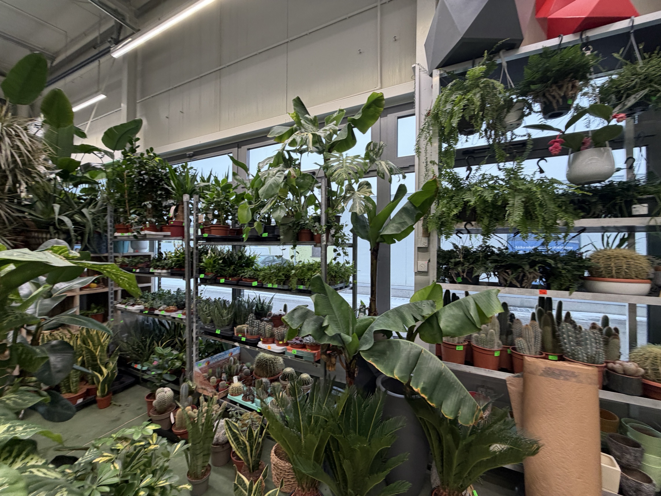 Zieleń cięta i susz florystyczny hurtownia Radom